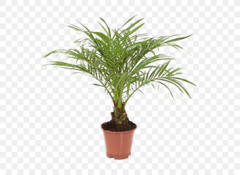 Spineless Yucca Arecaceae Houseplant Cutting Dracaena, PNG, 600x600px, Spineless Yucca, Aculi, Arecaceae, Arecales, Cutting Download Free