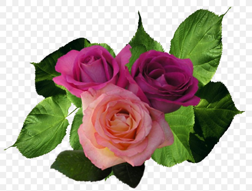 Beach Rose Flower, PNG, 800x622px, Beach Rose, Annual Plant, Color, Computer Software, Cut Flowers Download Free
