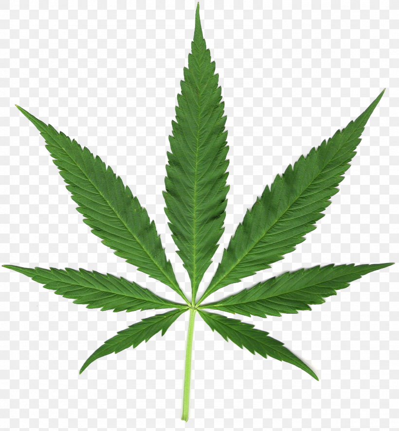 Cannabis Sativa Medical Cannabis Tetrahydrocannabinol Marijuana, PNG, 1587x1715px, Cannabis, Budi Daya, Cannabinoid, Cannabinol, Cannabis Sativa Download Free