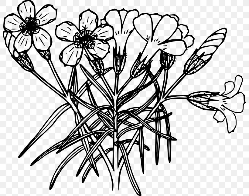 Drawing Line Art Coloring Book, PNG, 800x647px, Drawing, Artwork, Black And White, Botanical Illustration, Branch Download Free