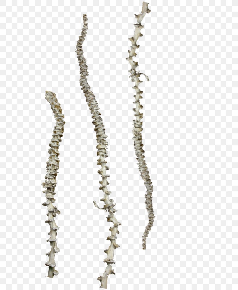 Necklace Body Jewellery Pearl, PNG, 786x1000px, Necklace, Body Jewellery, Body Jewelry, Chain, Jewellery Download Free