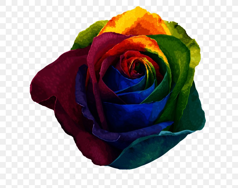 Rainbow Rose Beach Rose Centifolia Roses Garden Roses Pigment, PNG, 650x650px, Beach Rose, Color, Cut Flowers, Flower, Flowering Plant Download Free