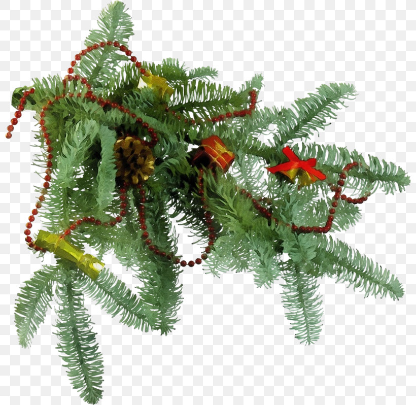 Shortleaf Black Spruce Yellow Fir Canadian Fir Oregon Pine Colorado Spruce, PNG, 800x798px, Watercolor, Canadian Fir, Colorado Spruce, Fir, Leaf Download Free