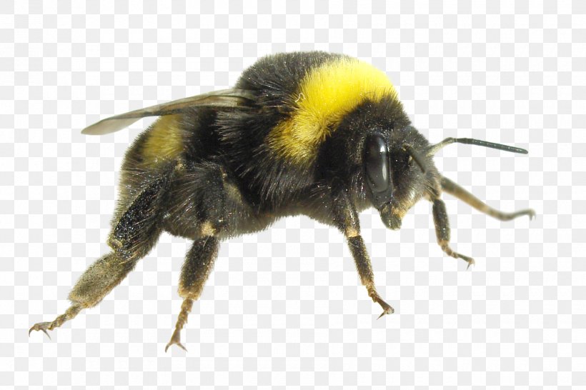 Bumblebee Economics Insect Carpenter Bee Honey Bee, PNG, 1800x1200px, Bee, Arthropod, Bee Sting, Bombus Pensylvanicus, Bombus Polaris Download Free
