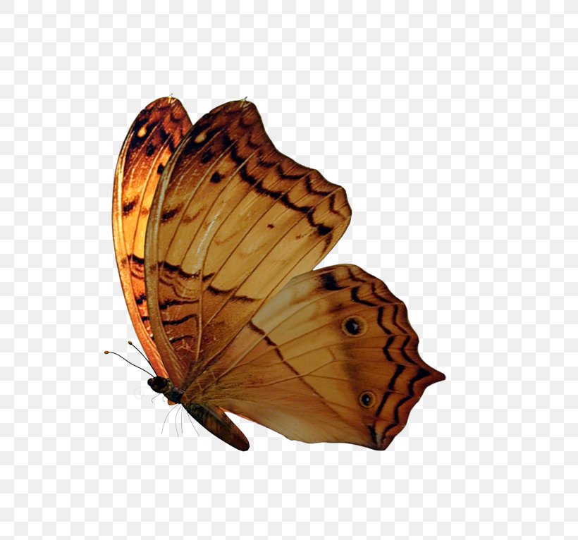 Butterfly Rendering Tutorial, PNG, 800x766px, Butterfly, Adobe Animate, Adobe Fireworks, Arthropod, Brush Footed Butterfly Download Free
