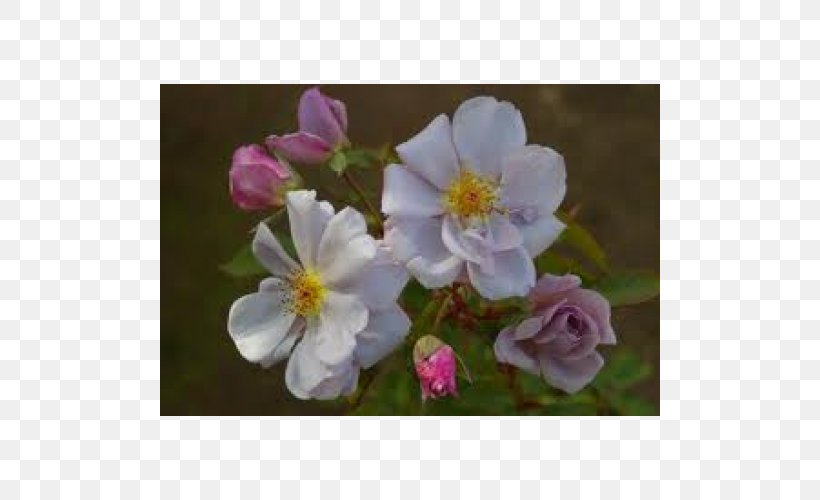 Dog-rose Rosa Rubiginosa Rosa Pimpinellifolia Rosa Wichuraiana Sasanqua Camellia, PNG, 500x500px, Dogrose, Anemone, Blossom, Burnet Rose, Camellia Download Free
