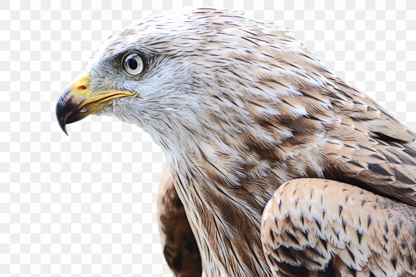 Falcon Hawk Bird Of Prey Eagle The Game Fair, PNG, 2250x1500px, Falcon, Accipitridae, Accipitriformes, Animal, Art Download Free