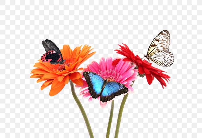 Monarch Butterfly Flower Stock Photography Fototapet, PNG, 600x560px, Monarch Butterfly, Brush Footed Butterfly, Butterfly, Color, Cut Flowers Download Free