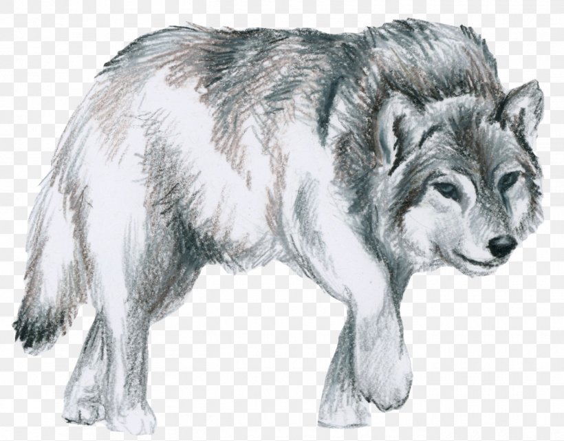 Saarloos Wolfdog Native American Indian Dog Canidae Alaskan Tundra Wolf, PNG, 1350x1056px, Saarloos Wolfdog, Alaskan Tundra Wolf, Animal, Canidae, Canis Download Free