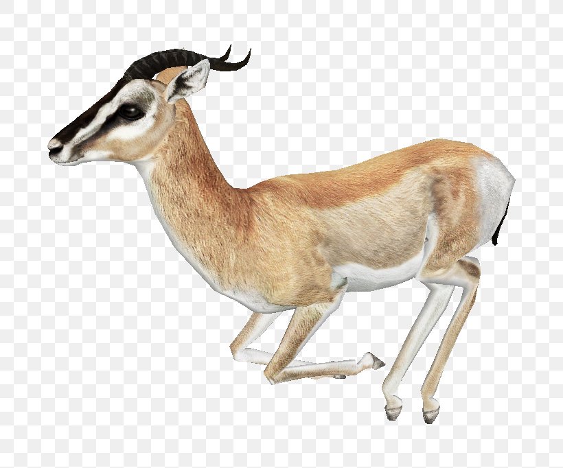 Springbok Impala Antelope, PNG, 682x682px, Antelope, Arabian Gazelle, Cow Goat Family, Deer, Fauna Download Free