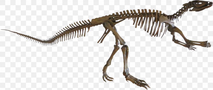 Velociraptor Tyrannosaurus Extinction Terrestrial Animal, PNG, 3435x1460px, Velociraptor, Animal, Animal Figure, Beak, Dinosaur Download Free