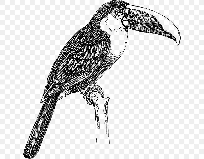 Bird White-throated Toucan Keel-billed Toucan Clip Art, PNG, 634x640px, Bird, Artwork, Beak, Bird Of Prey, Black And White Download Free
