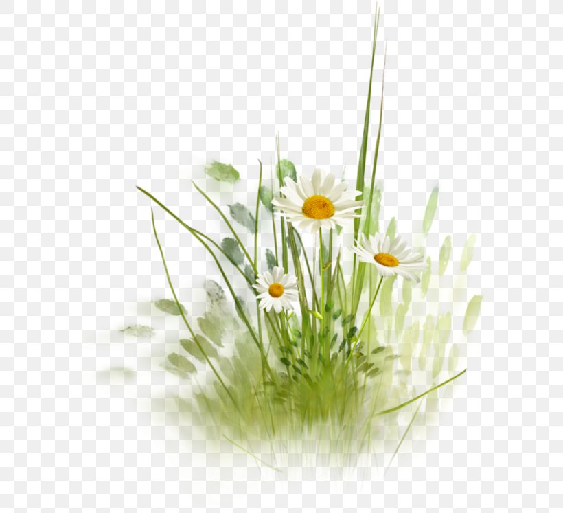 Flower Common Daisy Desktop Wallpaper Clip Art, PNG, 600x747px, Flower, Chamaemelum Nobile, Chrysanthemum, Common Daisy, Daisy Download Free