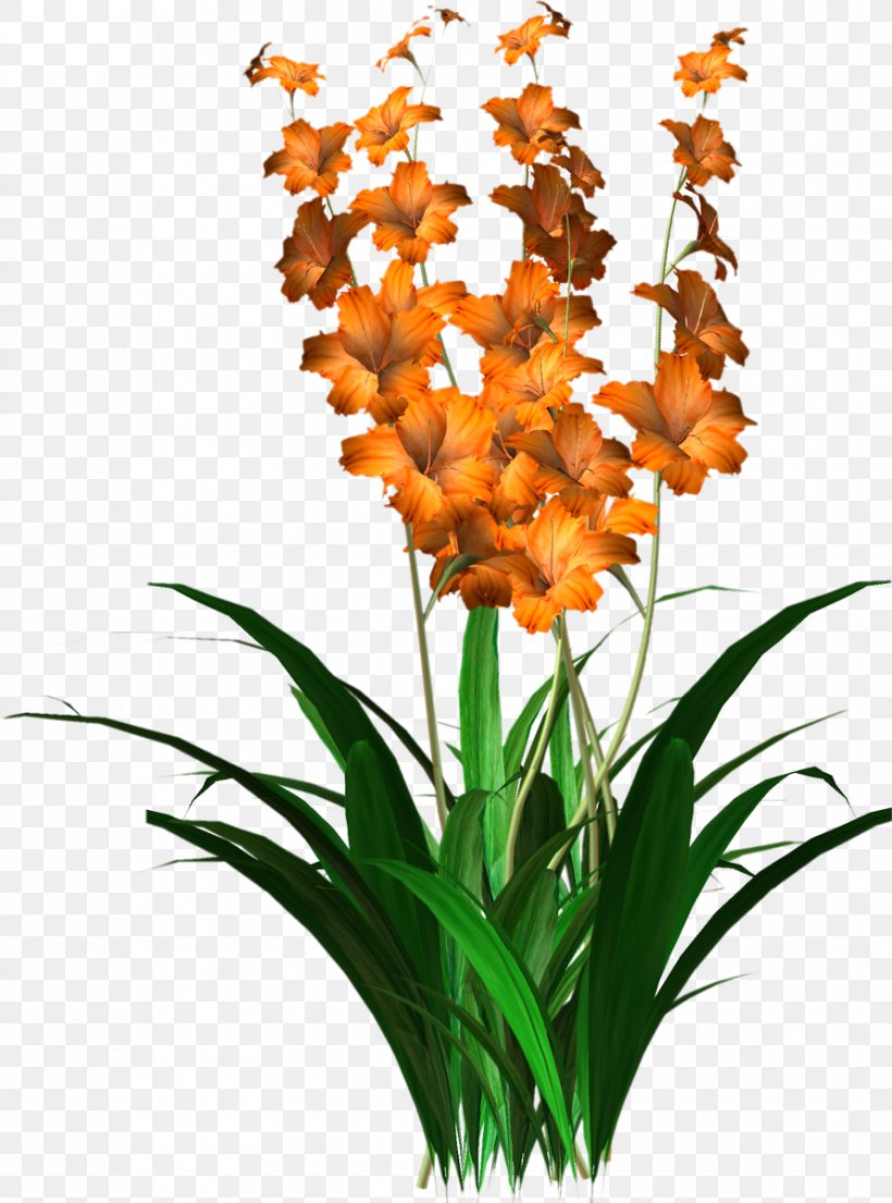 Flower, PNG, 890x1200px, Flower, Bonsai, Cattleya, Cut Flowers, Dendrobium Download Free