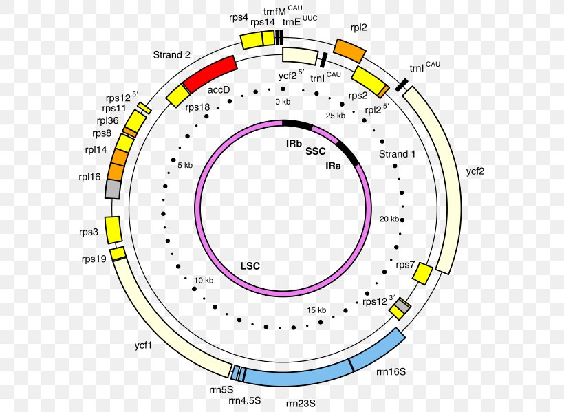 Hydnora Visseri Hydnoroideae Plants Plastome, PNG, 603x599px, Plants, Area, Chloroplast, Diagram, Genome Download Free