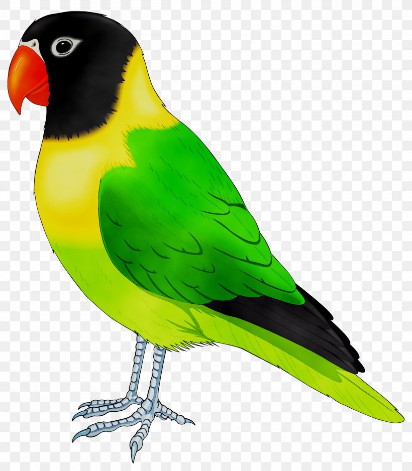 Lovebird Parrot Cockatiel Budgerigar, PNG, 2725x3120px, Bird, Beak, Birdcage, Budgerigar, Budgie Download Free