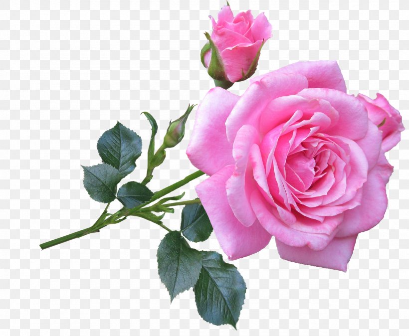 Still Life: Pink Roses Flower Plant Stem, PNG, 1280x1053px, Still Life Pink Roses, Artificial Flower, Cut Flowers, Floral Design, Floribunda Download Free