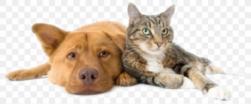 Dog Cat Pet Sitting Veterinarian, PNG, 1200x500px, Dog, Animal, Animal Control And Welfare Service, Animal Loss, Animal Shelter Download Free
