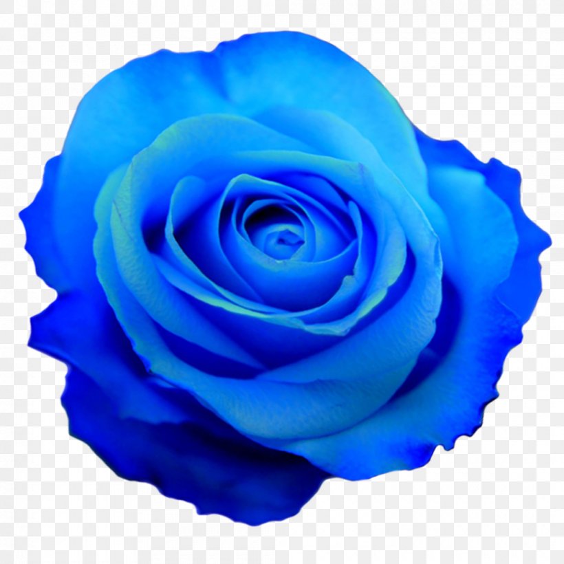 Blue Rose Flower, PNG, 1040x1040px, Watercolor, Cartoon, Flower, Frame, Heart Download Free