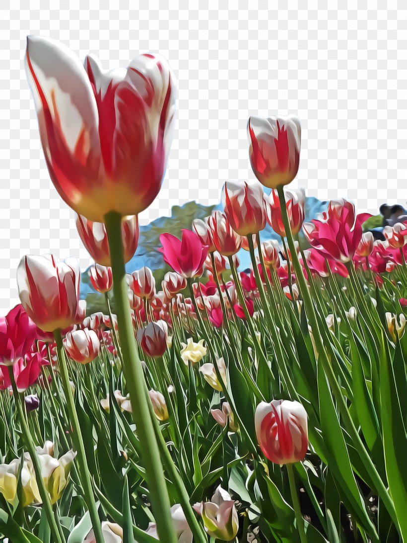 Flowers Background, PNG, 1732x2308px, Tulip, Blossom, Botany, Bud, Cut Flowers Download Free