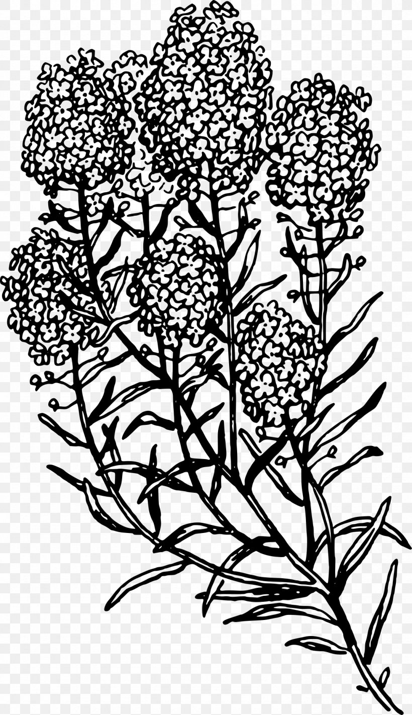 Herb Common Rue Clip Art, PNG, 1383x2400px, Herb, Artwork, Basil, Black And White, Branch Download Free