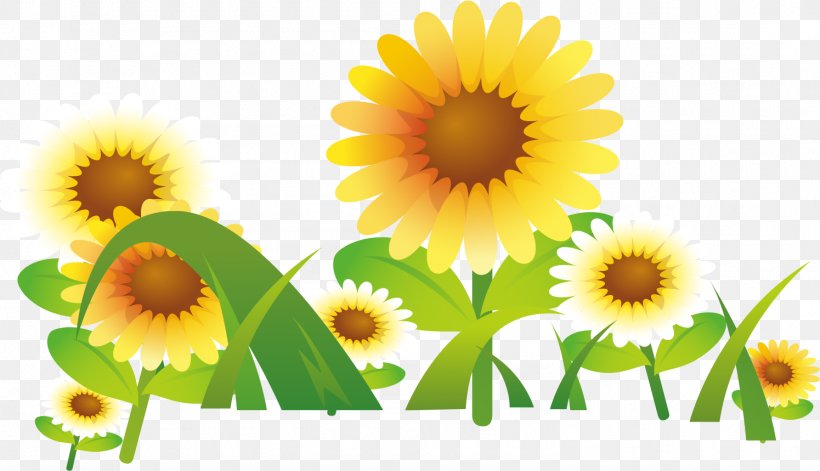 Image Common Sunflower Vector Graphics No, PNG, 1495x859px, Common Sunflower, Annual Plant, Daisy, Daisy Family, Flower Download Free