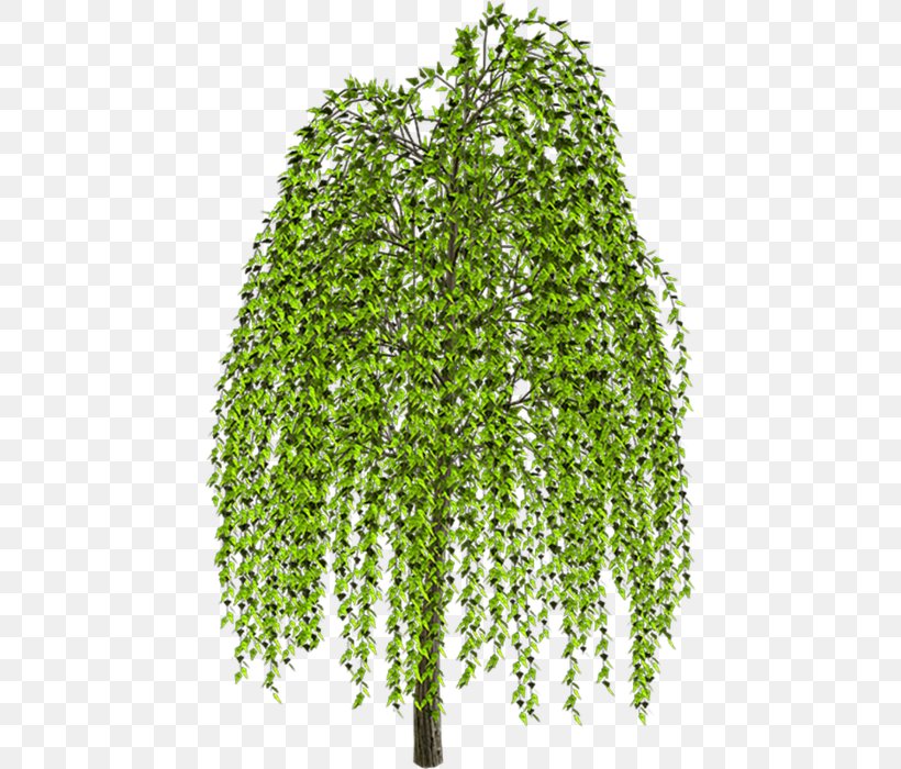 Weeping Willow Tree Drawing Clip Art, PNG, 446x700px, Weeping Willow, Branch, Drawing, Evergreen, Grass Download Free