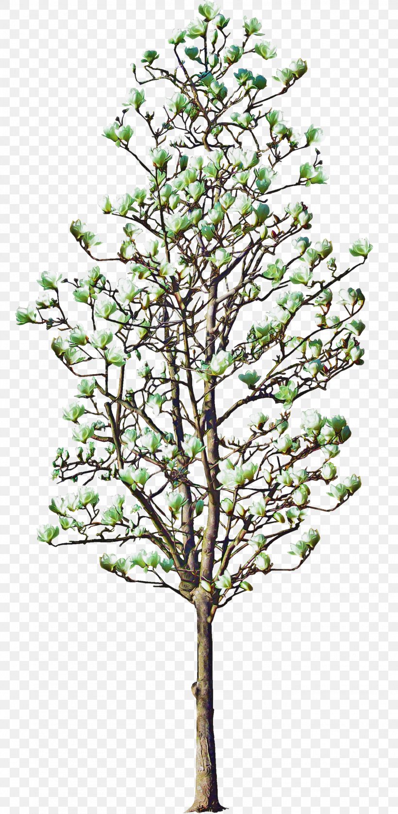 Family Tree Background, PNG, 1468x3000px, Tree, Branch, Flower, Garden, Moschatel Family Download Free