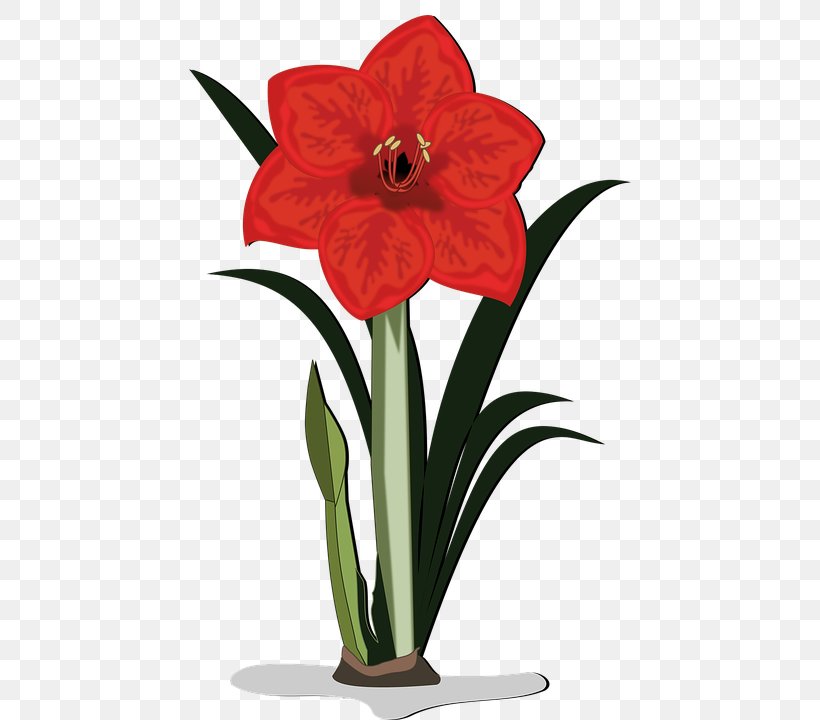 Flower Plant Amaryllis Belladonna Clip Art, PNG, 442x720px, Flower, Amaryllis, Amaryllis Belladonna, Amaryllis Family, Blossom Download Free