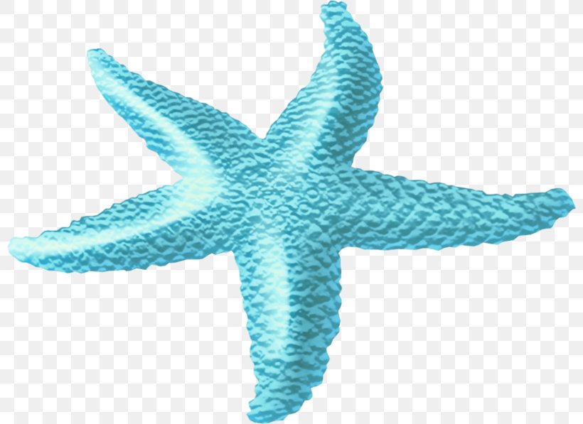 Starfish Sea Clip Art, PNG, 800x597px, Starfish, Aqua, Blue, Color, Drawing Download Free
