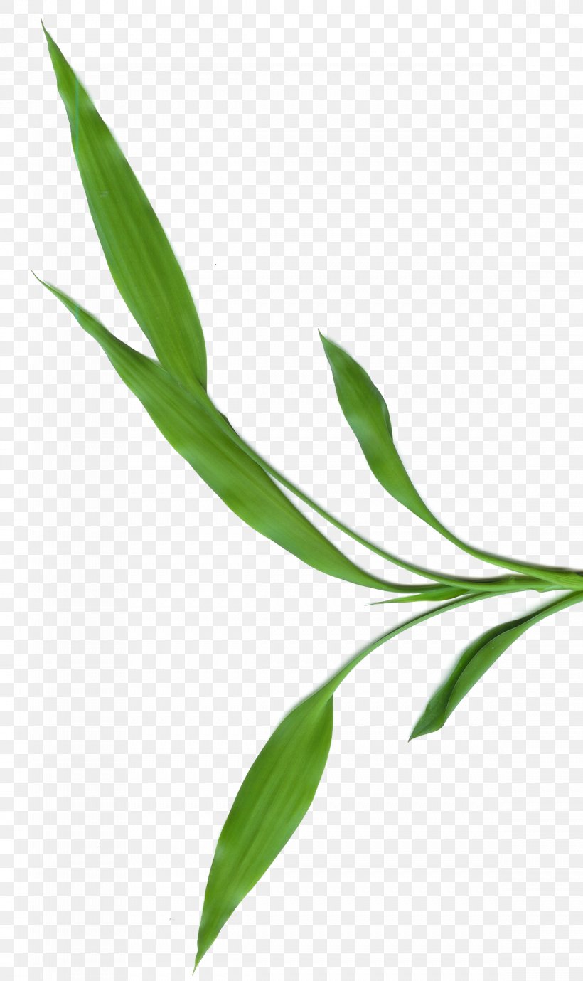 Tropical Woody Bamboos Photography Leaf, PNG, 1189x2000px, Tropical Woody Bamboos, Blog, Deviantart, Grass, Grass Family Download Free