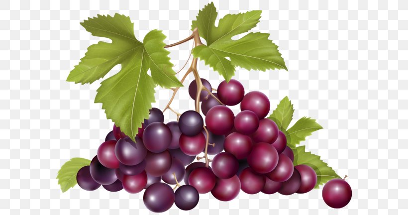 Zante Currant Common Grape Vine Wine Fruit, PNG, 600x432px, Zante Currant, Berry, Boysenberry, Common Grape Vine, Cranberry Download Free