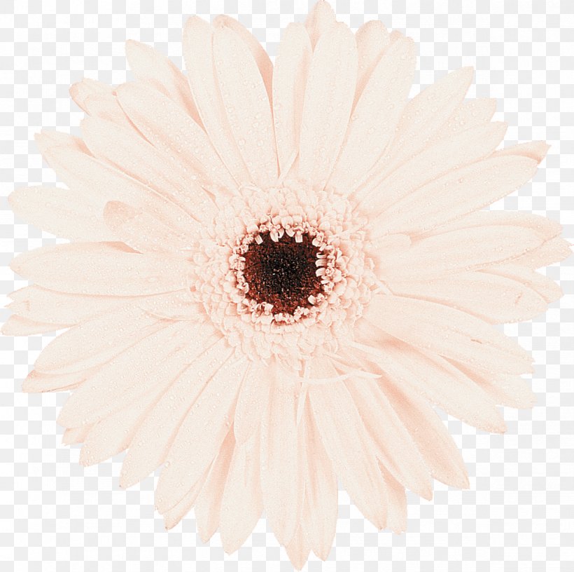 Daisy Family Cut Flowers Transvaal Daisy Chrysanthemum, PNG, 1187x1182px, Daisy Family, Asterales, Chrysanthemum, Chrysanths, Closeup Download Free