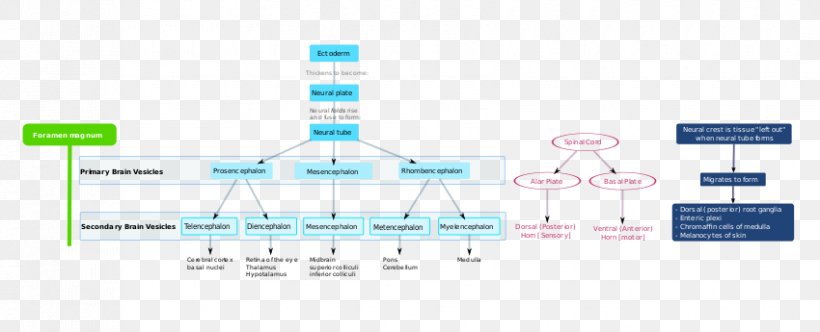 Development Of The Nervous System Human Embryogenesis Human Development Human Brain, PNG, 850x345px, Development Of The Nervous System, Brain, Brand, Cell, Developmental Biology Download Free