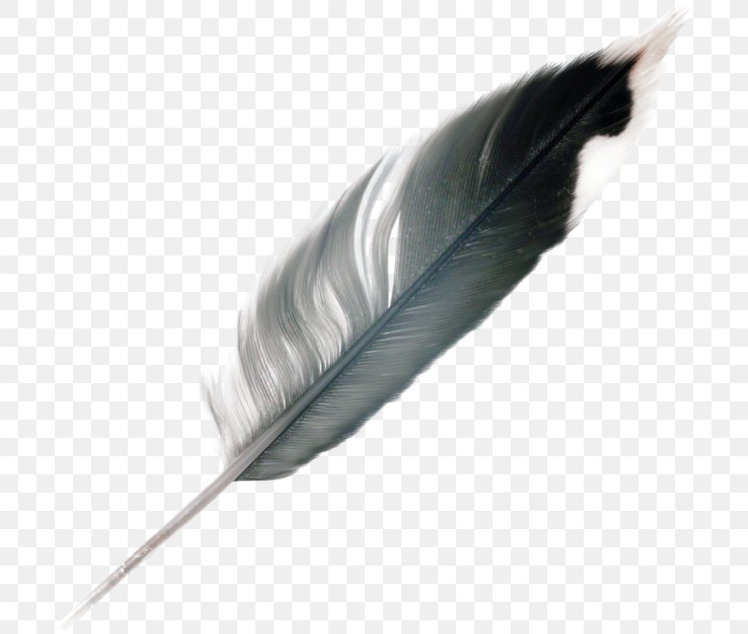 Feather, PNG, 700x695px, Feather, Quill, Wing Download Free