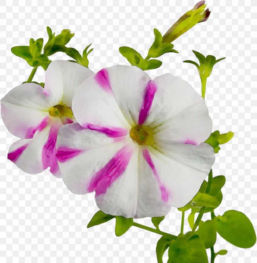 Flower Petal Plant Pink Flowering Plant, PNG, 1171x1200px, Watercolor, Flower, Flowering Plant, Geranium, Impatiens Download Free