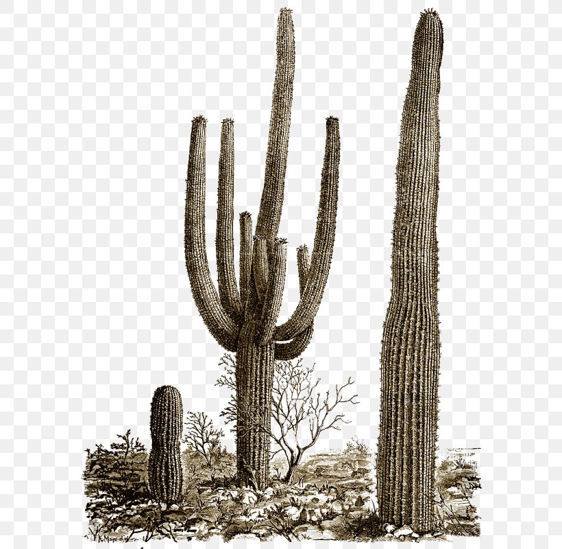 Saguaro National Park Cactus Clip Art, PNG, 605x800px, Saguaro National Park, Barrel Cactus, Cactus, Caryophyllales, Ceroid Cactus Download Free