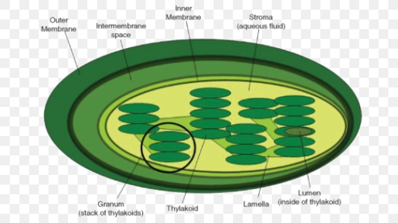 Thylakoid Cell Chloroplast Granum Photosynthesis, PNG, 708x459px, Thylakoid, Biology, Cell, Cell Membrane, Chloroplast Download Free