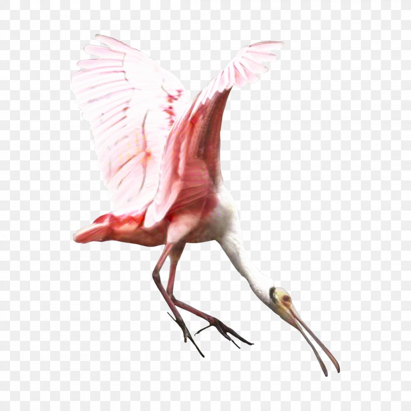 Bird Crane Beak Feather Ibis, PNG, 2289x2289px, Bird, Beak, Crane, Cranelike Bird, Feather Download Free