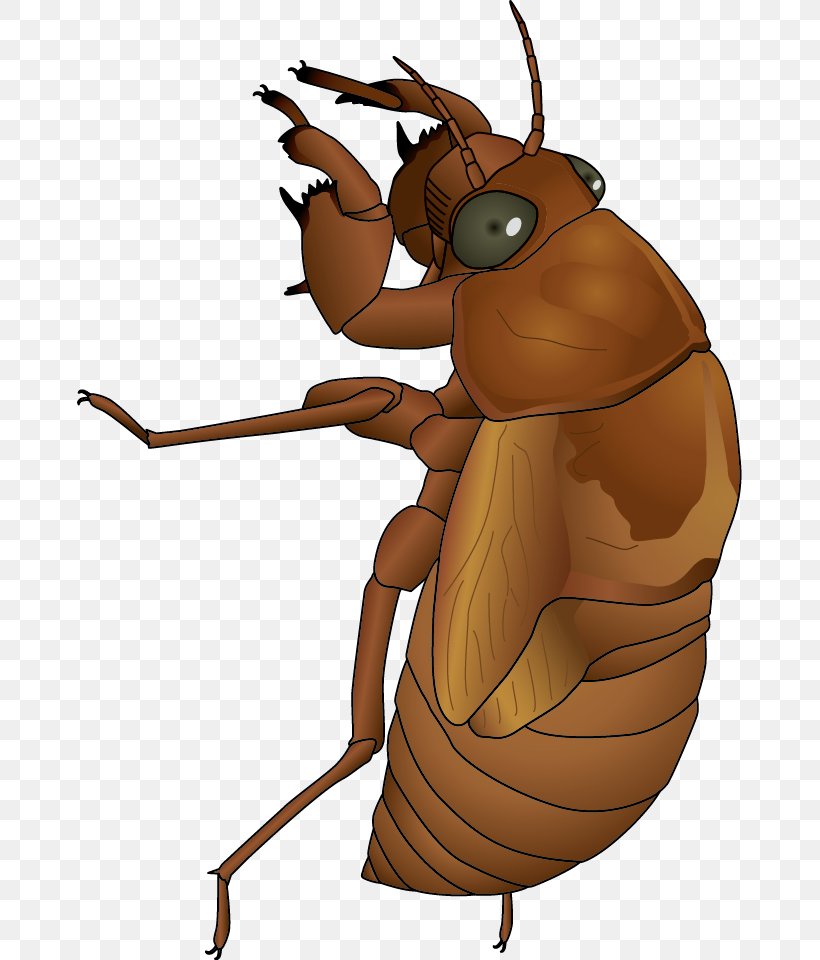 Cicadidae Vector Graphics Illustration Design, PNG, 665x960px, Cicadidae, Animation, Art, Arthropod, Cartoon Download Free