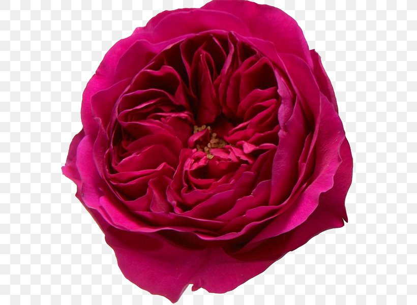 Garden Roses Flower Pink, PNG, 600x600px, Garden Roses, Burgundy, China Rose, Cut Flowers, David Ch Austin Download Free