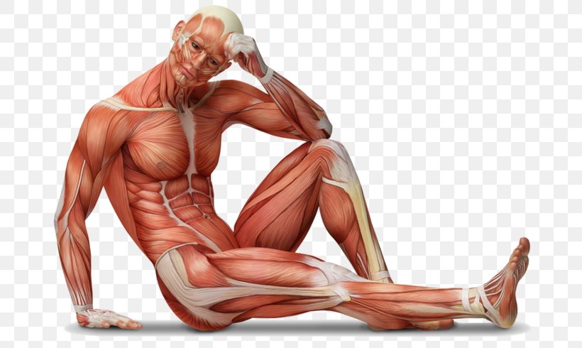 Human Body Anatomy Muscle Tissue Wall Decal, PNG, 699x490px, Watercolor, Cartoon, Flower, Frame, Heart Download Free