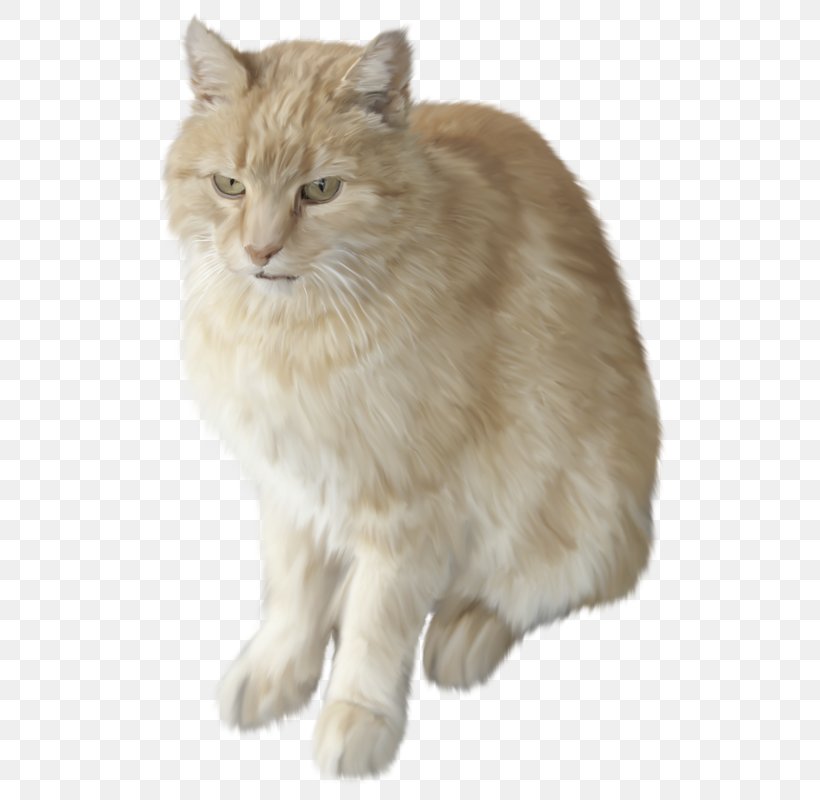 Asian Semi-longhair British Semi-longhair Manx Cat Siberian Cat Ragamuffin Cat, PNG, 582x800px, Asian Semilonghair, American Curl, Asian, Asian Semi Longhair, British Semi Longhair Download Free