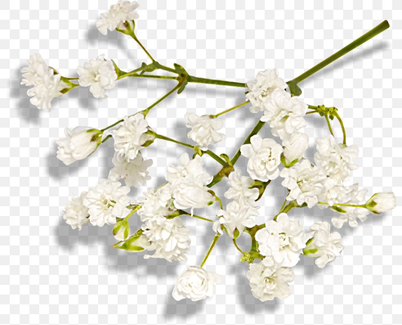 Cut Flowers ST.AU.150 MIN.V.UNC.NR AD Clip Art, PNG, 800x662px, Flower, Blossom, Branch, Cherry Blossom, Cut Flowers Download Free
