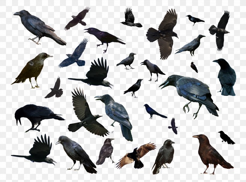 Bird Common Raven Animal, PNG, 3020x2239px, Bird, Animal, Animal Migration, Art, Beak Download Free