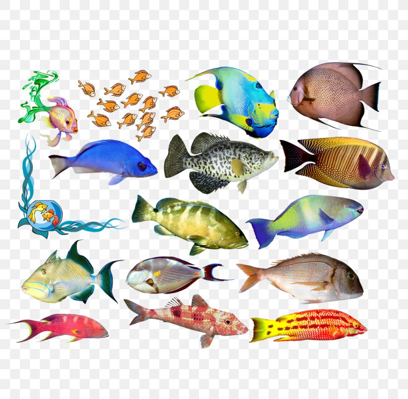Bony Fishes Vertebrate Animal Clip Art, PNG, 800x800px, Fish, Animal, Animal Figure, Aquarium, Art Download Free