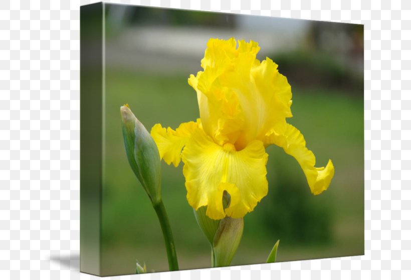 Iris Pseudacorus Irises Flower Art Kiev, PNG, 650x560px, Iris Pseudacorus, Art, Canna Family, Canna Lily, Cultivar Download Free