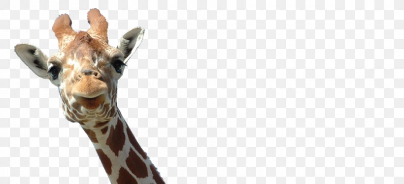 The Giraffe Giraffe Family Reticulated Giraffe, PNG, 940x430px, Giraffe, Animal, Fauna, Giraffe Family, Giraffidae Download Free