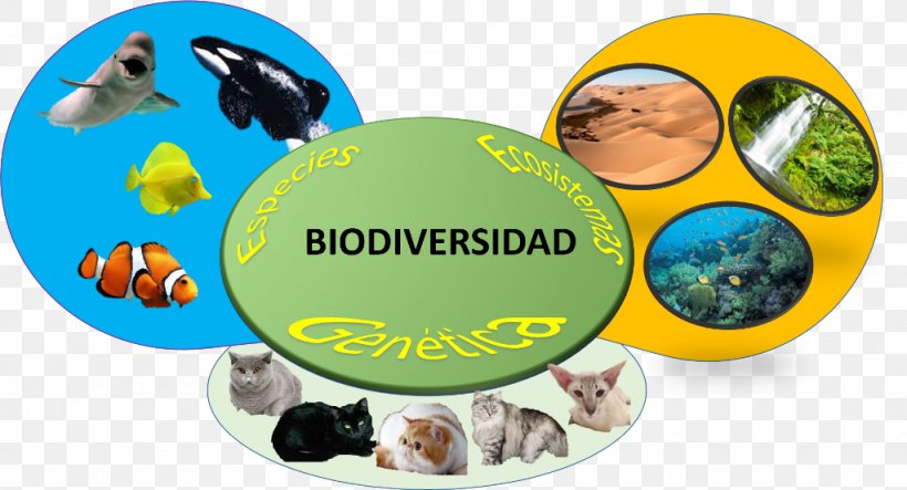 Biodiversity Ecosystem Diversity Introduced Species, PNG, 1024x554px, Biodiversity, Biology, Ecosystem, Ecosystem Diversity, Evolution Download Free