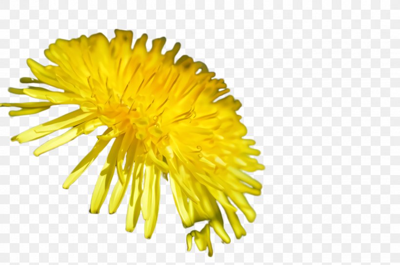 Dandelion Yellow Flower Dandelion Sow Thistles, PNG, 2452x1632px, Dandelion, Coltsfoot, Daisy Family, Flower, Native Sowthistle Download Free